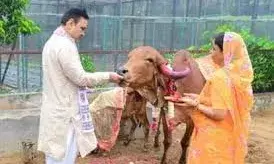 मुख्यमंत्री भजनलाल शर्मा ने गोपाष्टमी   पर सपत्नीक किया गौपूजन