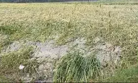 बेमौसम बारिश से फसलों में नुकसान, जाड़ावत बोले- न फसल बची, न उम्मीदें बेमौसम बारिश से फसलों में नुकसान, जाड़ावत बोले- न फसल बची, न उम्मीदें