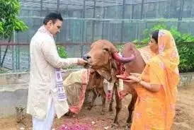 मुख्यमंत्री भजनलाल शर्मा ने गोपाष्टमी   पर सपत्नीक किया गौपूजन