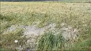 बेमौसम बारिश से फसलों में नुकसान, जाड़ावत बोले- न फसल बची, न उम्मीदें बेमौसम बारिश से फसलों में नुकसान, जाड़ावत बोले- न फसल बची, न उम्मीदें