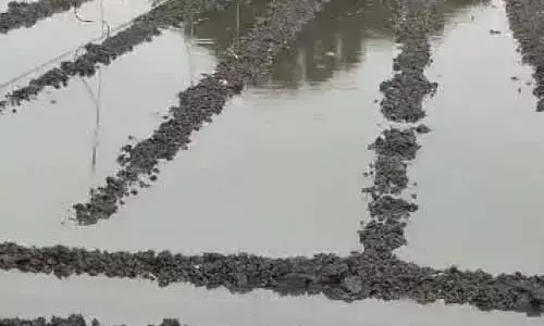 बारिश से अफीम किसानों की बढ़ीं मुश्किलें:खेतों में पानी भरने से खराब हुए बीज