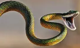 ठंड बढ़ते ही गायब हो जाते हैं सांप, जानिए कहां और क्यों जाते हैं ये खौफनाक जीव