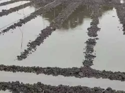 बारिश से अफीम किसानों की बढ़ीं मुश्किलें:खेतों में पानी भरने से खराब हुए बीज बारिश से अफीम किसानों की बढ़ीं मुश्किलें:खेतों में पानी भरने से खराब हुए बीज