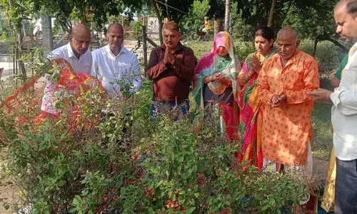 देव उठनी एकादशी पर श्री कामधेनु बालाजी मंदिर मे तुलसी पूजन का भव्य आयोजन