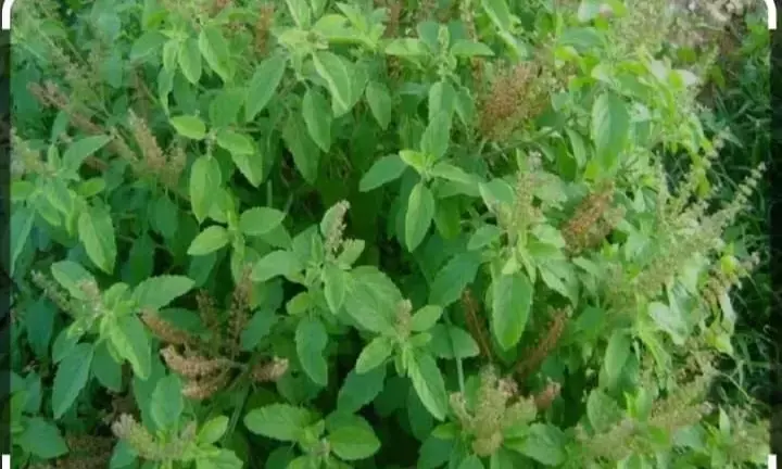 निशुल्क तुलसी पौधा वितरण 4 को