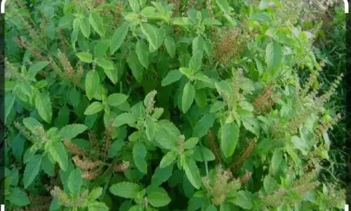 निशुल्क तुलसी पौधा वितरण 4 को