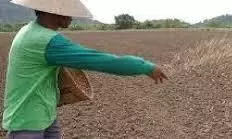 किसानों की रुचि बढ़ रही है धान की सीधी बोआई के प्रति