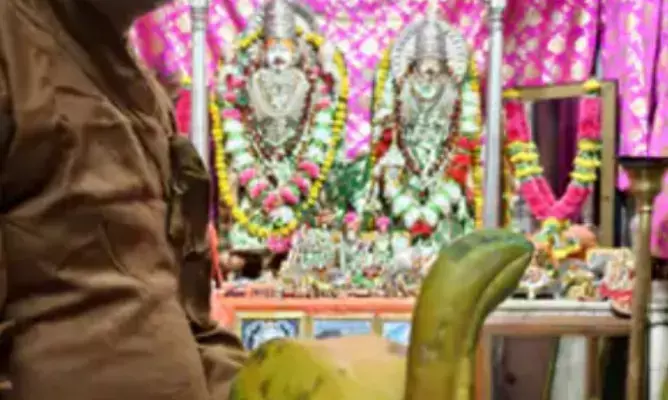 मंदिर में चढ़ाया पपीता  ,बना आकर्षण का केंद्र