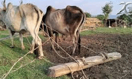 राजस्थान में किसान भूल गया हल, बैल और देशी बीज, अब बुवाई-निराई की परंपरा भी खत्म