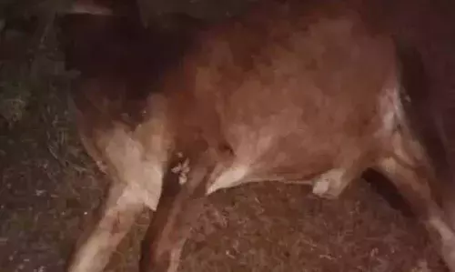 तेज रफ्तार बस ने गोवंश को मारी टक्कर, तीन गायों की मौत, ड्राइवर गिरफ्तार