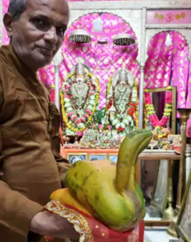 मंदिर में चढ़ाया पपीता  ,बना आकर्षण का केंद्र