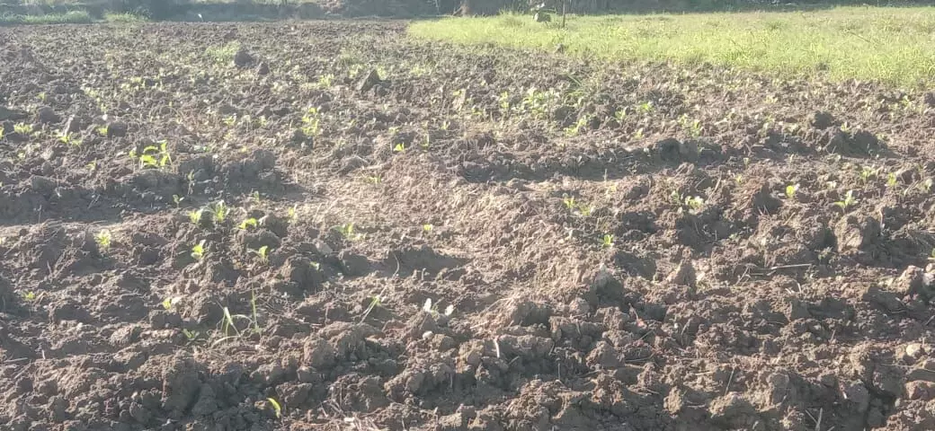 मांडलगढ़ क्षेत्र में खेतों में पानी भरने से गेहूं की बुआई होगी देर मांडलगढ़ क्षेत्र में खेतों में पानी भरने से गेहूं की बुआई होगी देर