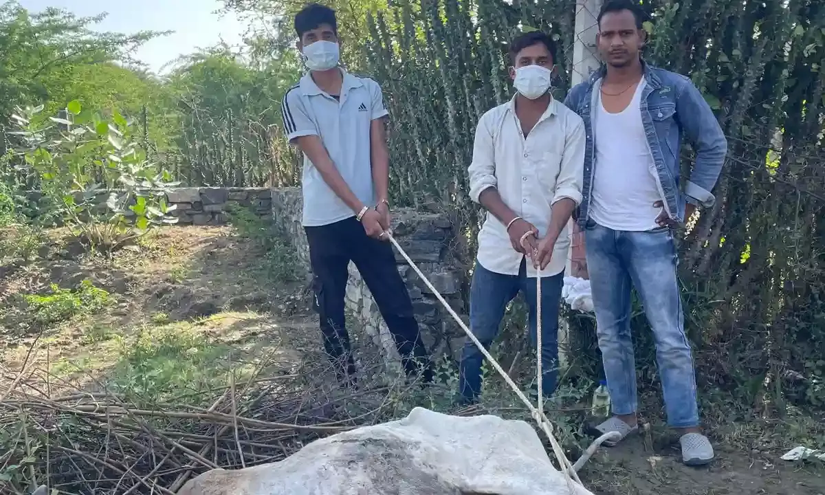 शाहपुरा में पशु कल्याण की मिसाल, बीमार गौ माता का 1962 एंबुलेंस से इलाज