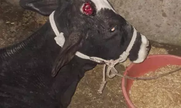 झांतल में झोलाछाप डॉक्टर की हैवानियत: गाय को सरिया से पीटा, सींग टूटा, गो-भक्तों में भारी रोष