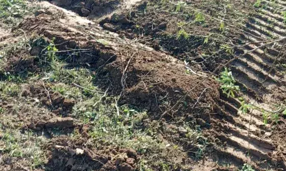 बोरड़ा बावरियान वन क्षेत्र से 500 क्विंटल लकड़ी गायब, ग्रामीणों में आक्रोश जेसीबी से तीन दिन तक चली कटाई, विभाग बेखबर