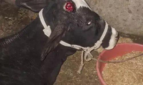 झांतल में झोलाछाप डॉक्टर की हैवानियत: गाय को सरिया से पीटा, सींग टूटा, गो-भक्तों में भारी रोष झांतल में झोलाछाप डॉक्टर की हैवानियत: गाय को सरिया से पीटा, सींग टूटा, गो-भक्तों में भारी रोष