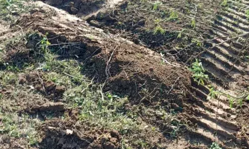 बोरड़ा बावरियान वन क्षेत्र से 500 क्विंटल लकड़ी गायब, ग्रामीणों में आक्रोश जेसीबी से तीन दिन तक चली कटाई, विभाग बेखबर