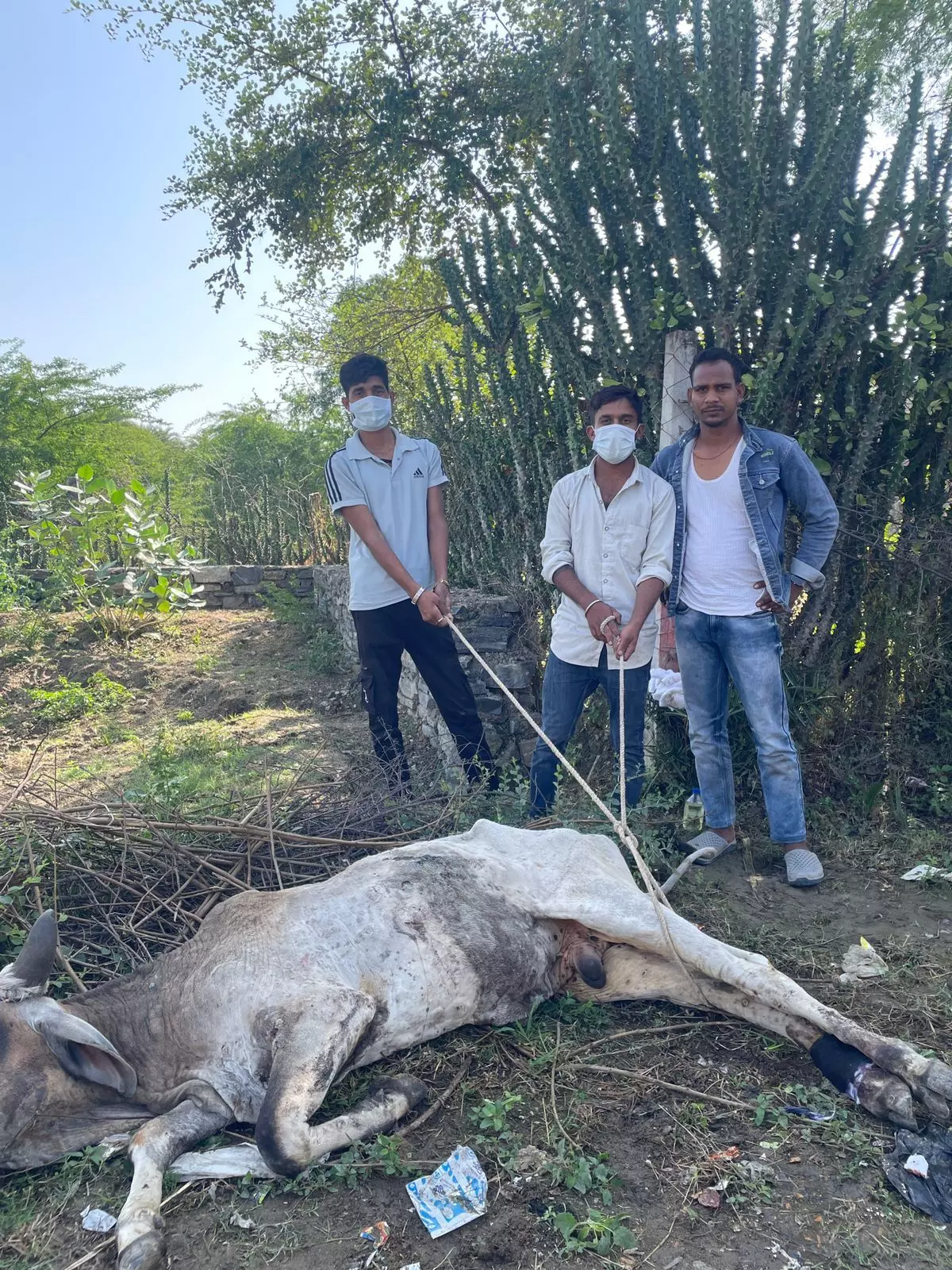 शाहपुरा में पशु कल्याण की मिसाल, बीमार गौ माता का 1962 एंबुलेंस से इलाज