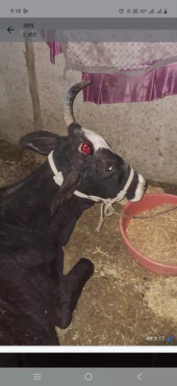 झांतल में झोलाछाप डॉक्टर की हैवानियत: गाय को सरिया से पीटा, सींग टूटा, गो-भक्तों में भारी रोष