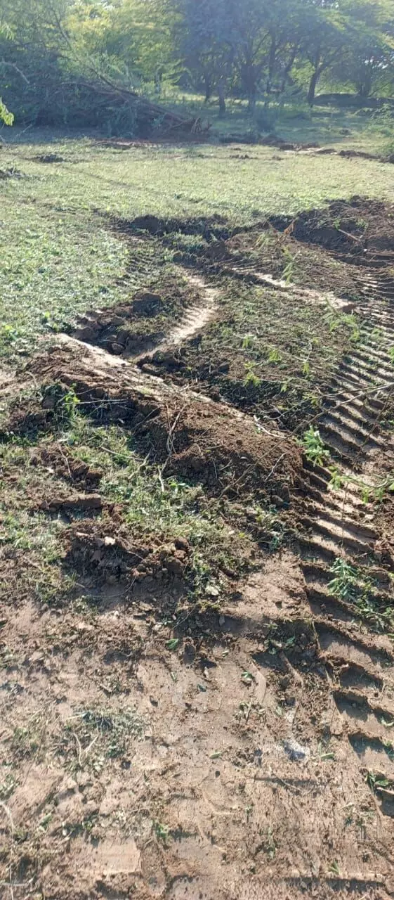 बोरड़ा बावरियान वन क्षेत्र से 500 क्विंटल लकड़ी गायब, ग्रामीणों में आक्रोश जेसीबी से तीन दिन तक चली कटाई, विभाग बेखबर