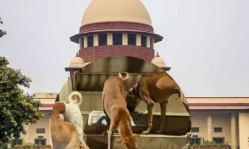 हाईवे और सड़कों से तुरंत हटाएं बेसहारा श्वान -मवेशी... सुप्रीम कोर्ट का फैसला हाईवे और सड़कों से तुरंत हटाएं बेसहारा श्वान -मवेशी... सुप्रीम कोर्ट का फैसला