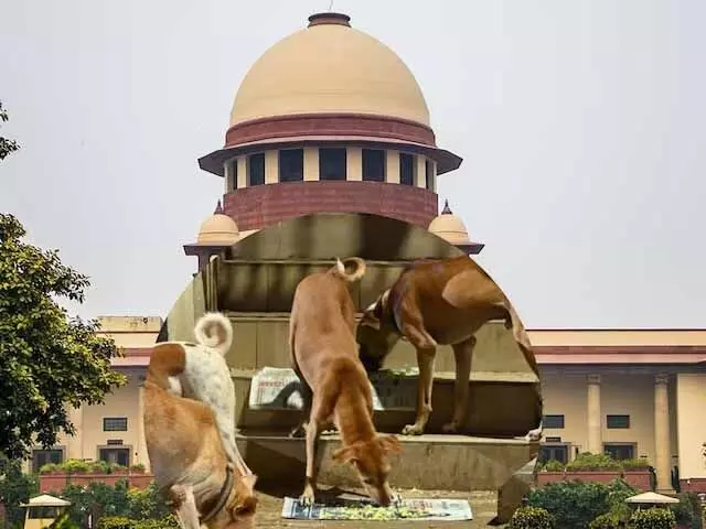 हाईवे और सड़कों से तुरंत हटाएं बेसहारा श्वान -मवेशी... सुप्रीम कोर्ट का फैसला हाईवे और सड़कों से तुरंत हटाएं बेसहारा श्वान -मवेशी... सुप्रीम कोर्ट का फैसला