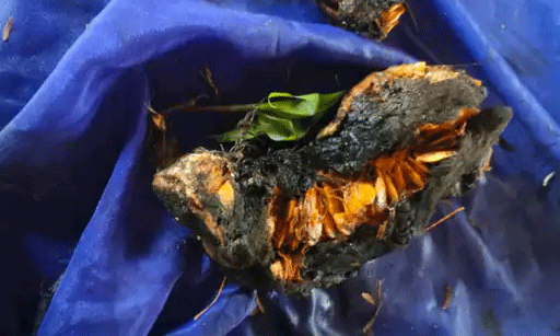 भ्रूण समझकर मचा हड़कंप, जांच में निकला कद्दू