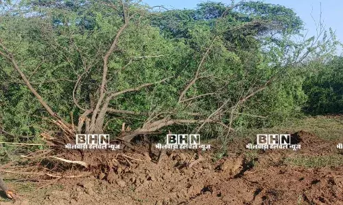 बोरड़ा बावरियान पेड़ कटाई प्रकरण में छोटे अफसरों पर कार्रवाई, बड़े अधिकारी जांच से बाहर