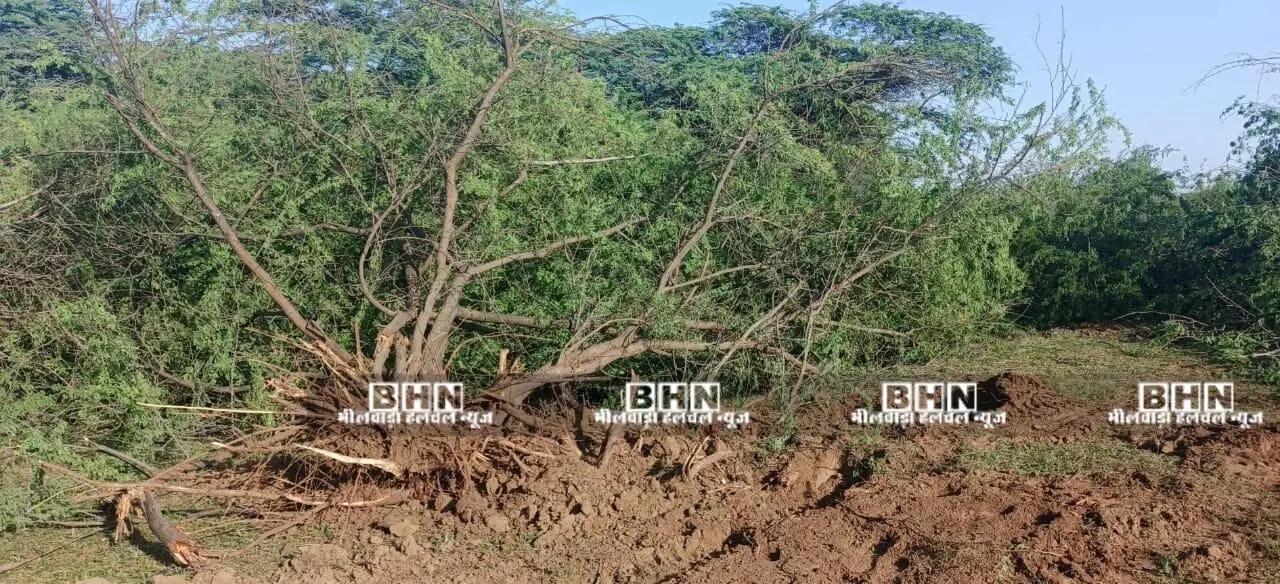 बोरड़ा बावरियान पेड़ कटाई प्रकरण में छोटे अफसरों पर कार्रवाई, बड़े अधिकारी जांच से बाहर