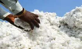 कॉटन के दाम गिरने से यार्न मार्केट पर असर, बुरहानपुर में घटी आवक और कपड़ा उत्पादन