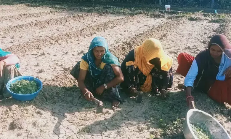 बेमौसम बारिश से अफीम किसानों पर दोहरी मार, भीलवाड़ा संभाग में कई किसानों को करनी पड़ी दोबारा बुवाई