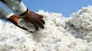कॉटन के दाम गिरने से यार्न मार्केट पर असर, बुरहानपुर में घटी आवक और कपड़ा उत्पादन