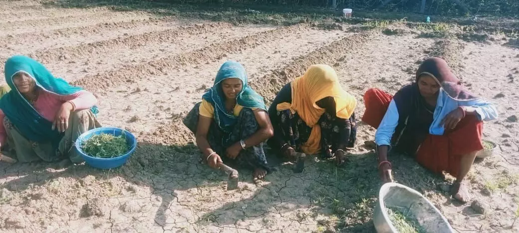 बेमौसम बारिश से अफीम किसानों पर दोहरी मार, भीलवाड़ा संभाग में कई किसानों को करनी पड़ी दोबारा बुवाई