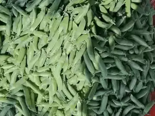 भीलवाड़ा में महंगी सब्जियां , मटर ने लगाई छलांग 150 के पार