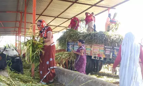 गौशाला में ग्यारस पर महिलाओं ने की गायों की पूजा, हरा चारा व लापसी खिलाई गौशाला में ग्यारस पर महिलाओं ने की गायों की पूजा, हरा चारा व लापसी खिलाई