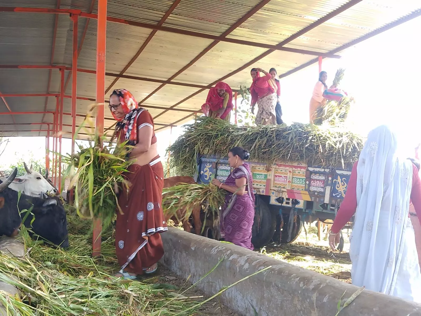 गौशाला में ग्यारस पर महिलाओं ने की गायों की पूजा, हरा चारा व लापसी खिलाई