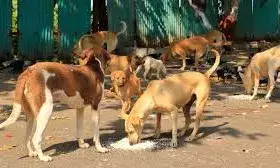 भीलवाड़ा में स्ट्रीट डॉग नियंत्रण सुस्त: सुप्रीम कोर्ट के सख्त निर्देशों के बाद भी नगर निगम की तैयारी ढीली