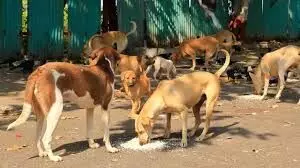 भीलवाड़ा में स्ट्रीट डॉग नियंत्रण सुस्त: सुप्रीम कोर्ट के सख्त निर्देशों के बाद भी नगर निगम की तैयारी ढीली भीलवाड़ा में स्ट्रीट डॉग नियंत्रण सुस्त: सुप्रीम कोर्ट के सख्त निर्देशों के बाद भी नगर निगम की तैयारी ढीली