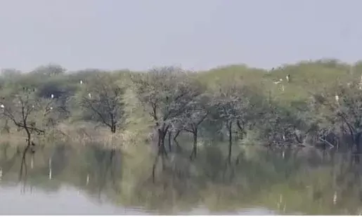 चावंडिया तालाब में प्रवासी पक्षियों की चहचहाहट, प्रकृति प्रेमियों में उत्साह