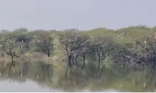 चावंडिया तालाब में प्रवासी पक्षियों की चहचहाहट, प्रकृति प्रेमियों में उत्साह