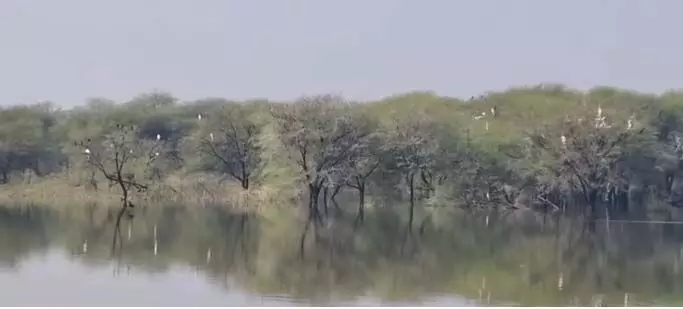 चावंडिया तालाब में प्रवासी पक्षियों की चहचहाहट, प्रकृति प्रेमियों में उत्साह