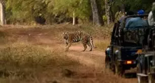 ऐसा नजारा देखने को मिला, जिसने सफारी पर आए पर्यटकों को मंत्रमुग्ध कर दिया। ऐसा नजारा देखने को मिला, जिसने सफारी पर आए पर्यटकों को मंत्रमुग्ध कर दिया।