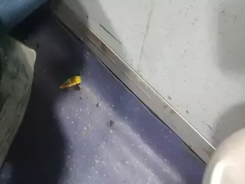 उदयपुर से जयपुर जा रही स्पेशल ट्रेन पर अजमेर में पथराव ,जनरल कोच का शीशा टूटा उदयपुर से जयपुर जा रही स्पेशल ट्रेन पर अजमेर में पथराव ,जनरल कोच का शीशा टूटा