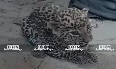 बागोर में मादा पैंथर का बच्चा पकड़ा, वन विभाग को दी सूचना