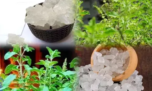 पेशाब की जलन में रामबाण... तुलसी-मिश्री का देसी नुस्खा वायरल, 2 दिन में दिखा रहा चमत्कारिक असर