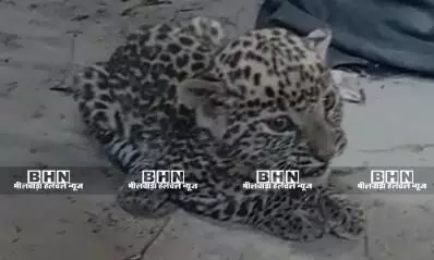 बागोर में मादा पैंथर का बच्चा पकड़ा, वन विभाग को दी सूचना