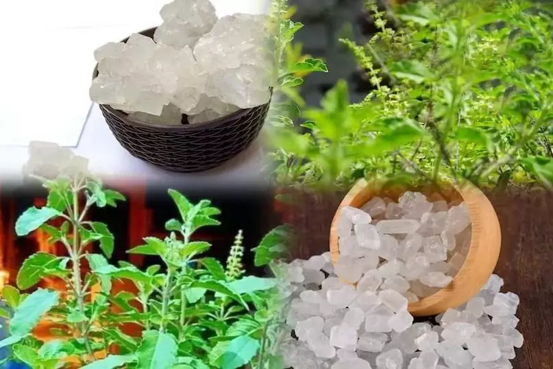 पेशाब की जलन में रामबाण... तुलसी-मिश्री का देसी नुस्खा वायरल, 2 दिन में दिखा रहा चमत्कारिक असर पेशाब की जलन में रामबाण... तुलसी-मिश्री का देसी नुस्खा वायरल, 2 दिन में दिखा रहा चमत्कारिक असर