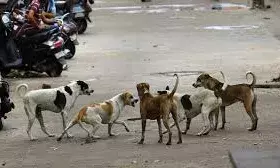 कुत्तों के काटने से मौतों के बढ़ते मामले, कर्नाटक ने मुआवजा दिया, सुप्रीम कोर्ट ने राज्यों को सख्त निर्देश