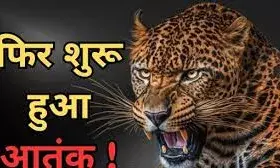 बाथरूम में घुसकर 13 बछड़ों का किया शिकार, पूरे गांव में दहशत