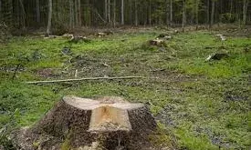 वन कटाई घोटाले पर जाजू का हमला-दोषियों से पौधारोपण की राशि वसूलने की मांग